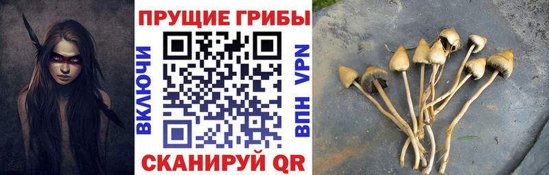 Псилоцибиновые грибы Cubensis Тетюши